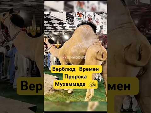Верблюды во Времена Пророка ﷺ!  #shorts