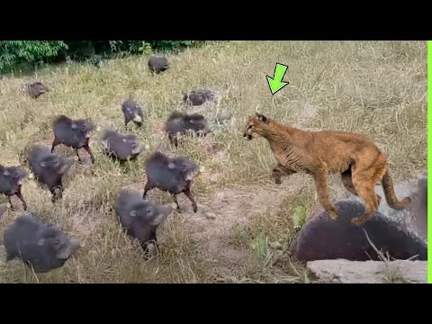 O PUMA ATACOU OS PORCOS ERRADOS E SE DEU MAL
