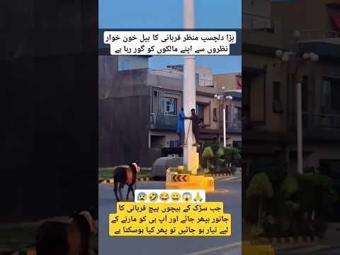 Qurbani Ka Janwer agar Ghusay May Ajaya or Khunkhwar Nazron say Daykhay To Keya Hoskta Hay