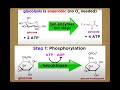 Cellular Respiration and Metabolism Concepts