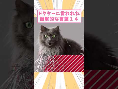ドクターに言われた衝撃的な言葉14 #猫　#猫のいる暮らし　#猫動画　#ねこ　#可愛い　#ペット　#かわいい　#2ch