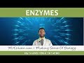 Enzyme Function and Reactions