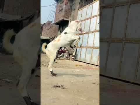 #youtubeshorts #shorts #foryou bakra lara bado badii