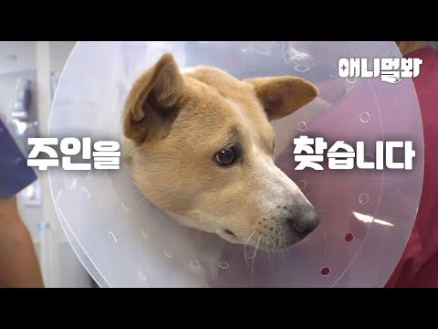 주인이 버린 강아지에게 어느 날 주인 100명이 생겼어요(가족 구함)ㅣAbandoned Dog Ended Up With 100 Guardians (guardian wanted)