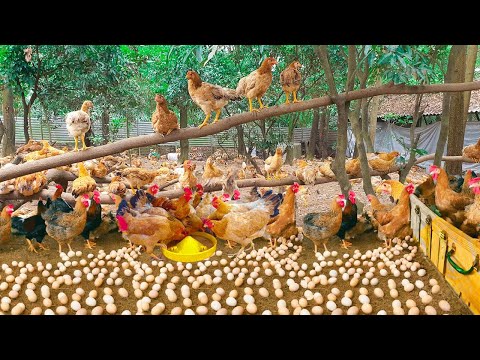 Harvesting Free Range Chicken Eggs - Raising Free Range Chickens for Eggs