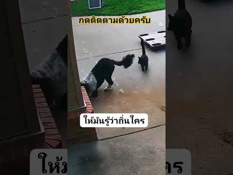แมวไก่หมา#shorts #short #song #shortvideo