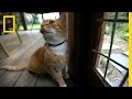 Understanding Cat Behavior and Tracking