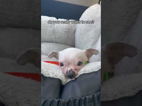 Dog "Wanna See" Trend
