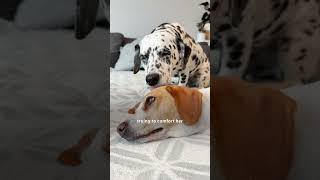 Beagle Wouldn't Stop Shaking Until She Met This Family Member | The Dodo