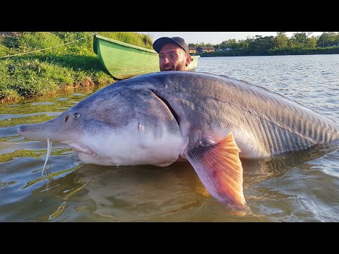 STORIONE BELUGA GIGANTE 160 kg X 2,50 mt RECORD - HD by CATFISHING WORLD