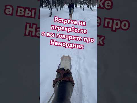 Амстафф Бой и все без намордников 😂 #amstaff #амстафф #dog #тренд #шортс #семья #собака #тренировка
