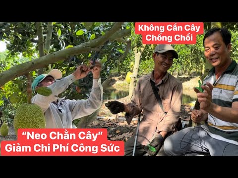 “Neo Chằn Cây”.! Thay thế chống chổi bằng cây nhẹ nhàng đở tốn công chi phí cho bà con nhà vườn