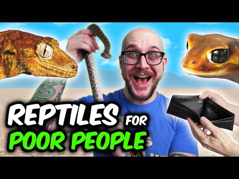 The Best Reptiles For Poor People