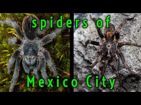 RARE Tarantula FOUND IN NATURE in Mexico! Along w/ other things