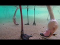 ビデオチュートリアルクイズ