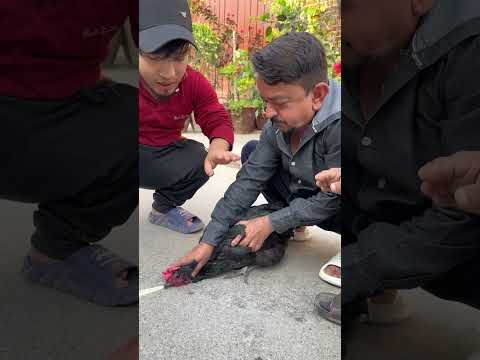 Chicken Hypnotize Experiment