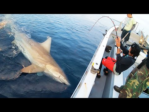 釣り終了間際に着底させた仕掛けに200kg越えのサメが食いついた…⁉【超巨大サメを釣る 前編】