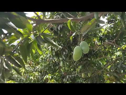 Mango 🥭 Garden Vlog | Hand Checking Mangoes in Village