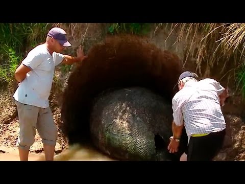 Fazendeiro encontra “ovo” de 90 cm.  O que havia nele deixou os pesquisadores impressionados