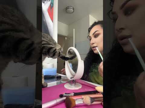 The cat messed up at work😂😂