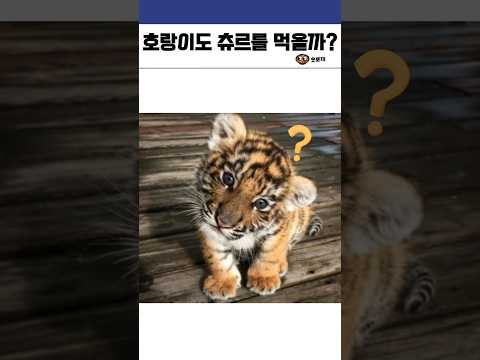 호랑이의 모든 것 #동물 #호랑이