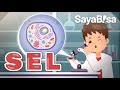 Understanding Cells and Their Functions
