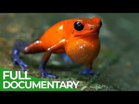 The Wildlife of Costa Rica | Free Documentary Nature