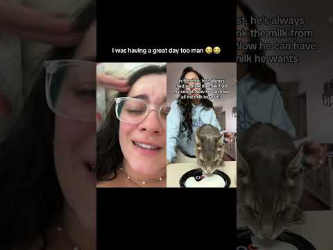 ? #CatsOfTikTok i cant handle any of this content im sorry