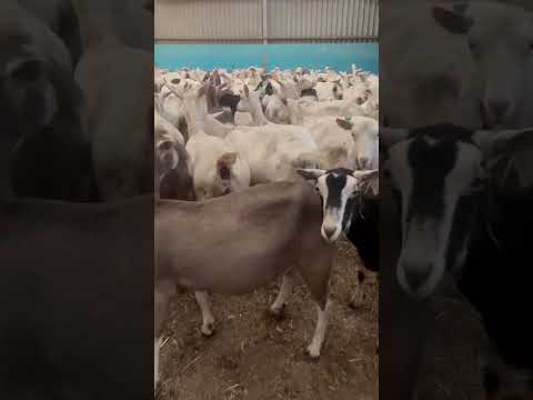 EL SECRETO DETRÁS DEL QUESO DE CABRA MÁS EXCLUSIVO