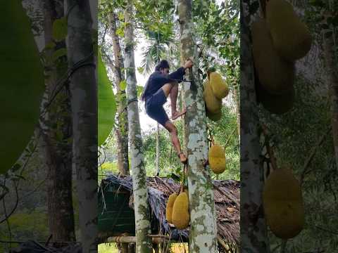 പ്ലാവുമരത്തിന്റ മണ്ടേൽ നിന്ന് കിട്ടിയത് കണ്ടാൽ നിങ്ങൾ ഞെട്ടും ???