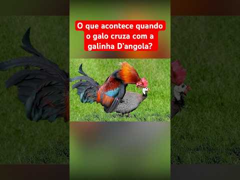 O QUE ACONTECE QUANDO O GALO CRUZA COM A GALINHA D'ANGOLA?