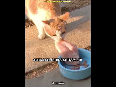 This Cat Stole 100+ Chickens But Didn't Eat a Single Bite! ๐ญ #cat #shorts