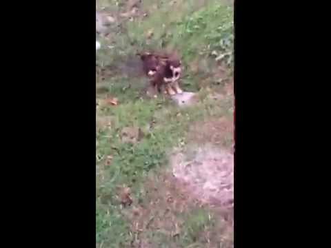 Chihuahua Loses Friend To A Car... And Refuses To Leave Her Side