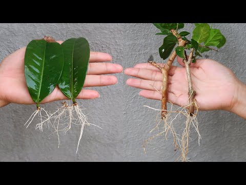 Easy Tips for propagating branches and leaves with sand in plastic bottles