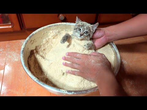 GATITO CON ARROZ