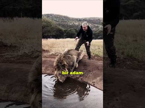 Adam Aslan Yavrusunu Kurtardı, Yıllar Sonra Olanlar Şoke Etti!