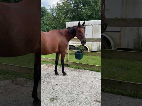 How to Get a Horse to Take Oral Medication Willingly