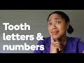 Understanding Dental Numbering System