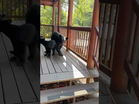An unexpected guest breaks into the house #animals #funny #funnyvideo #youtubeshorts