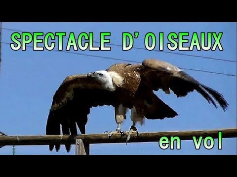 SPECTACLE d'OISEAUX en vol - rapaces, corvidés, échassiers