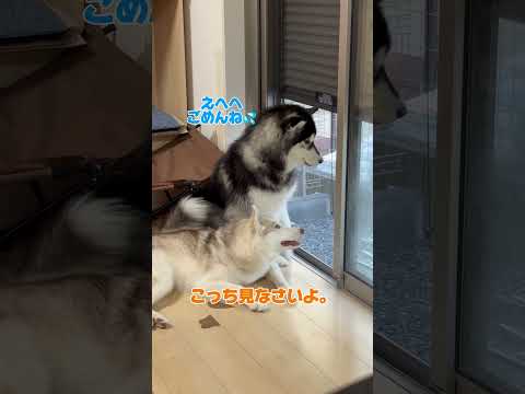 【おどじ】間違えて妹に座るおどじな兄ハスキーwww
