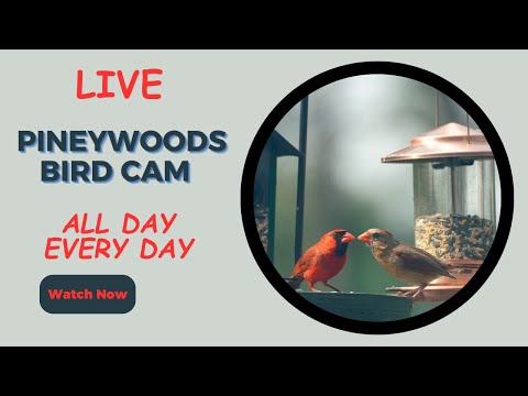 LIVE Bird Feeder Cam | Pineywoods of East Texas | Watch Wild Birds in Real Time!