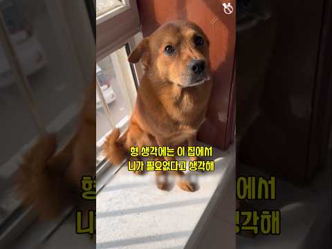 누가 이 집에서 가장 필요없지? / 억까란 억까는 다 당하는 억울한 개 샤오팡 25