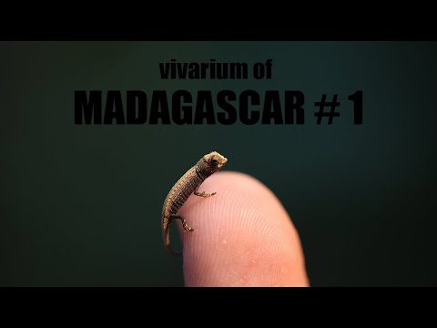Vivarium of MADAGASCAR | 마다가스카르의 비바리움 1편 '세상에서 가장 작은 카멜레온을 만나다'