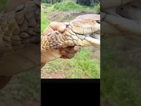 Rắn hổ chúa bị ve chó bu chi chít trên đầu và cổ #snake