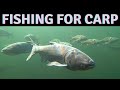 Asian Carp: Challenges and Solutions for the Great Lakes