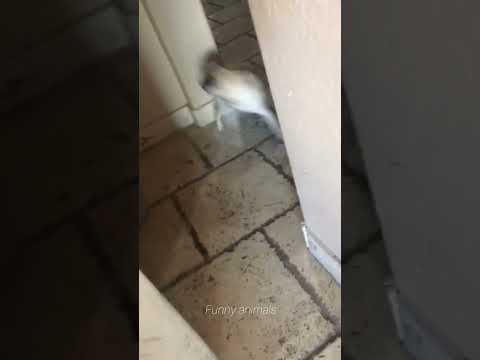 funniest #short #video #funny #funnyanimals