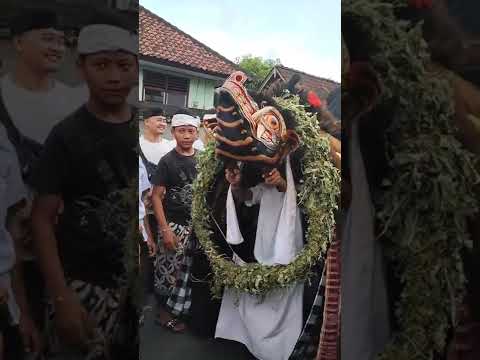 ANAK KECIL NYALUKIN BARONG SAAT TRADISI NGELAWANG