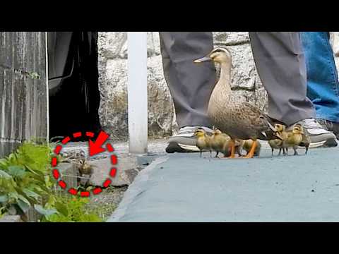 Duck Family 0521F🦆カモ親子🐤ヒナ救助で引っ越しは成功したが厳しい自然界。VSカラス。雛鳥を捕食したヘビ。アオゲラ | Wildlife Documentary