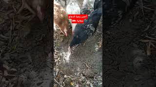 #الفلاحة_المغربية #المغرب